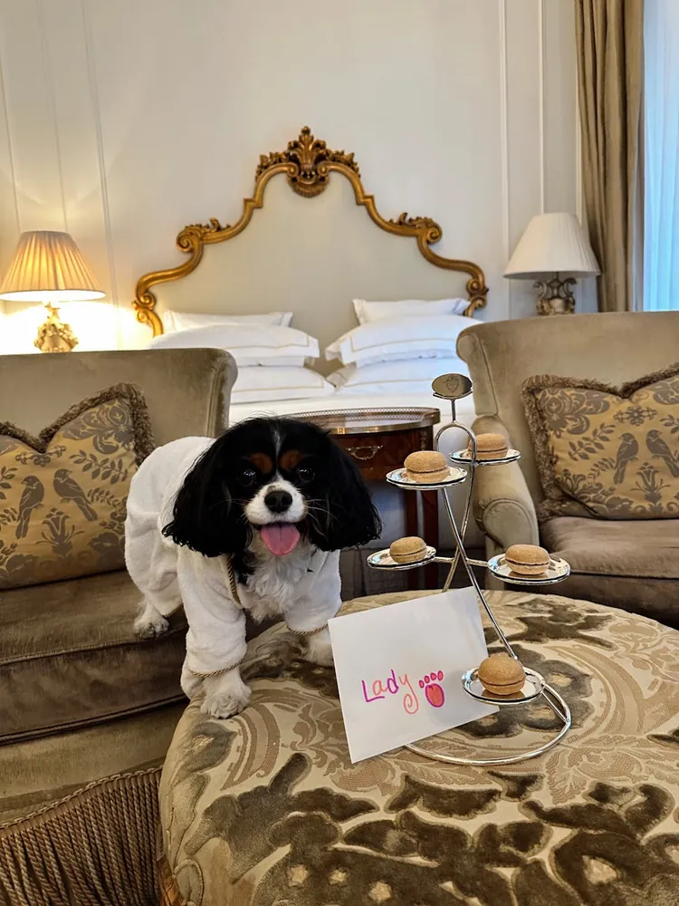 Pet Lovers' Guide to Accommodations in Urban Destinations